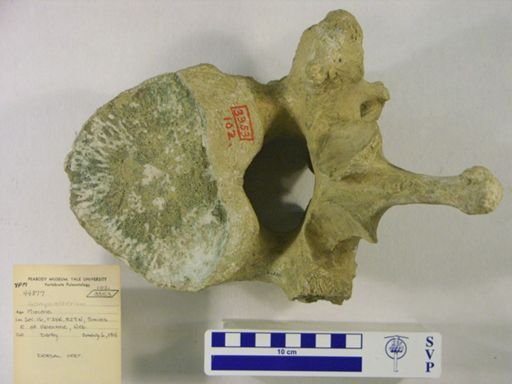 Gomphotherium sp.