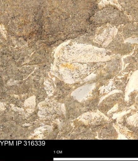 undet. Mollusca