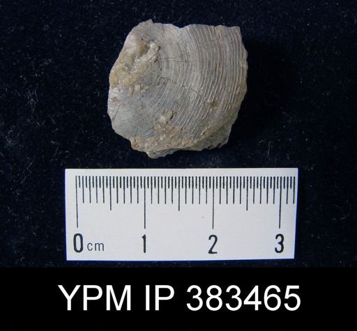 Orbiculoidea montis