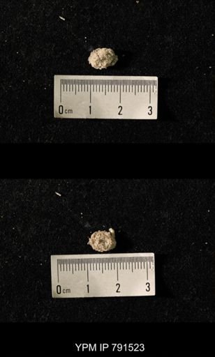 undet. Bryozoa