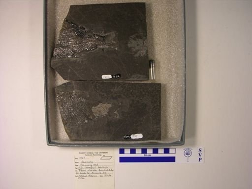 Semionotus sp.