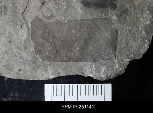 undet. Eurypterida