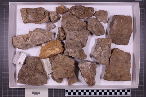 mixed taxa, stratigraphic collection