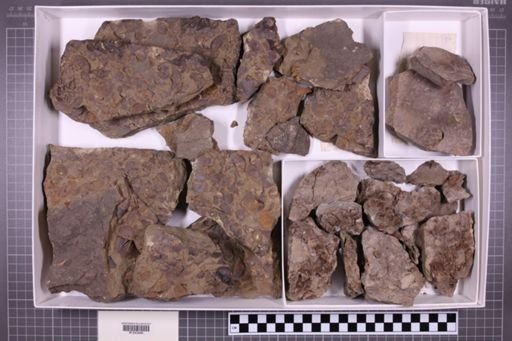 mixed taxa, stratigraphic collection