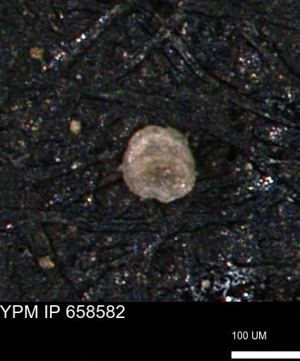 undet. Coccolthiophyceae