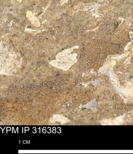 undet. Mollusca