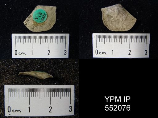 Strophonella?