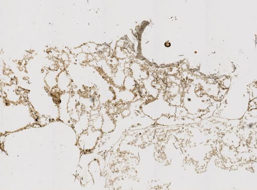 Haliclona canaliculata