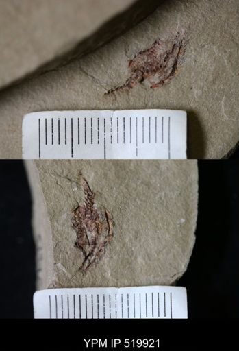 Chauvelicystis?