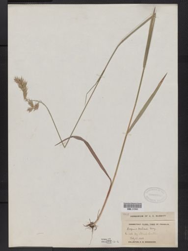 Bromus kalmii