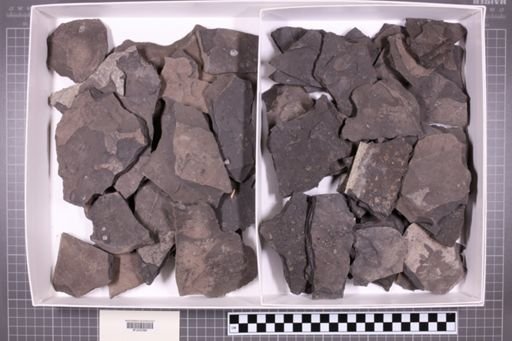 mixed taxa, stratigraphic collection