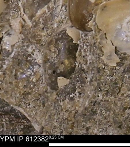 undet. Bivalvia