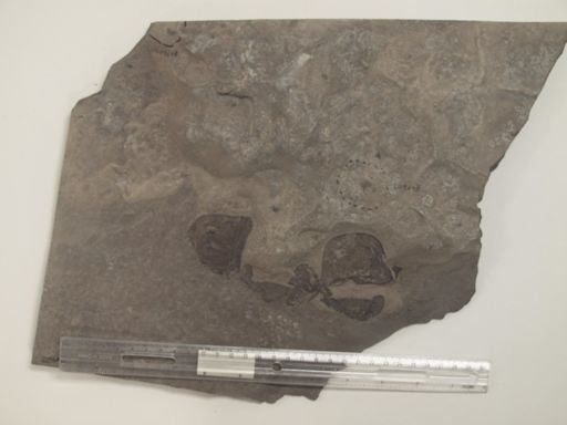 Pseudoniscus sp.