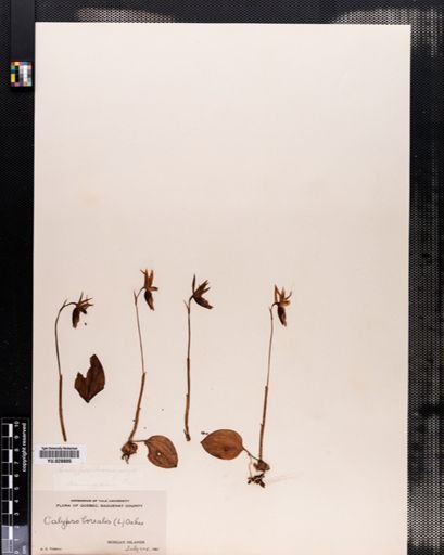 Calypso bulbosa