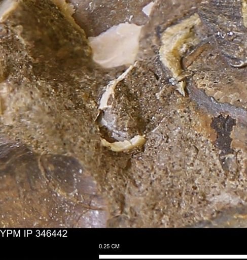 undet. Mollusca