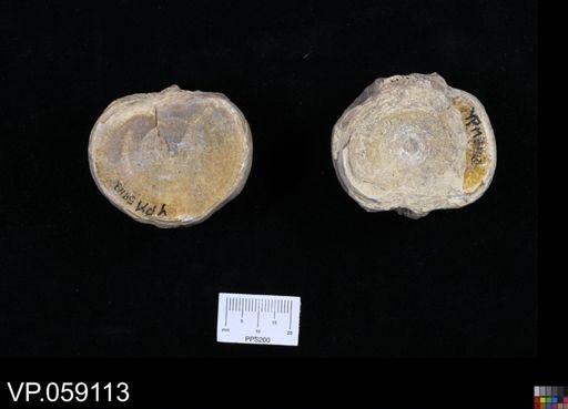 Xiphactinus sp.