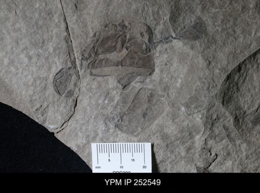undet. Eurypterida