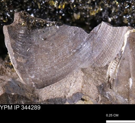 Limopsis striatopunctatus
