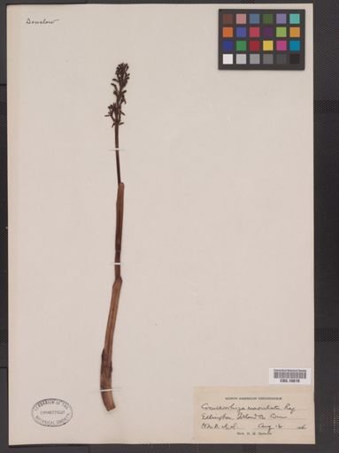 Corallorhiza maculata