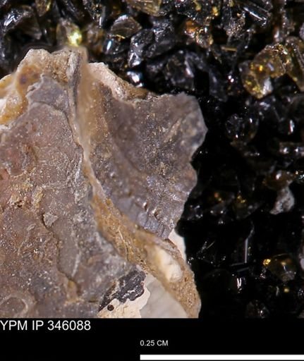 undet. Bivalvia