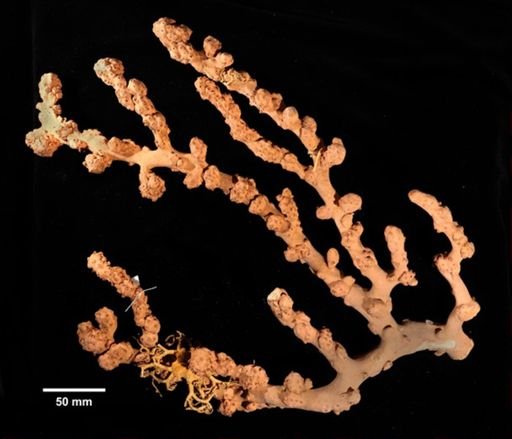 Paragorgia arborea