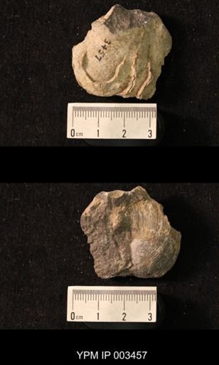 Productus cora