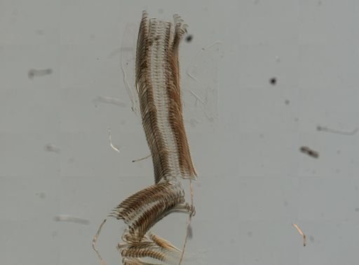 Elimia virginica