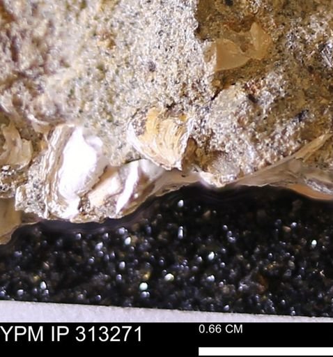 Corbicula