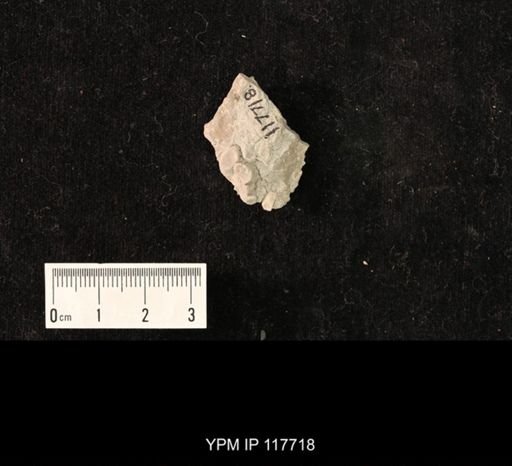 undet. Gastropoda