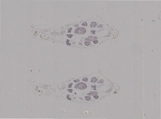 Aphis