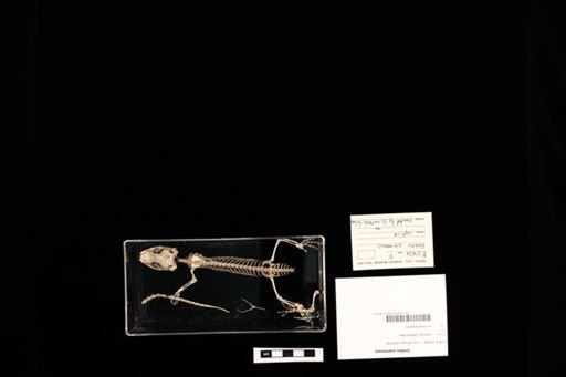 Gekko siamensis