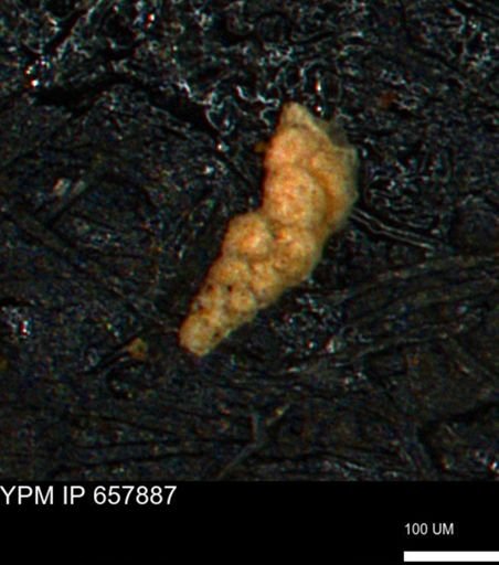 Verneuilina canadensis