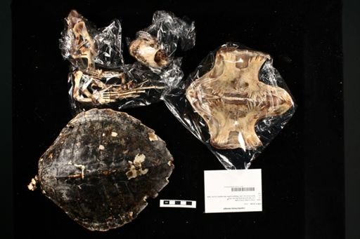 Lepidochelys kempii