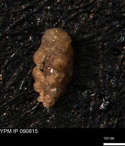 Verneuilina canadensis