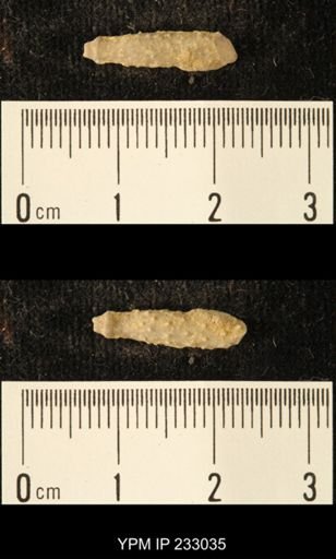 Archaeocidaris sp.