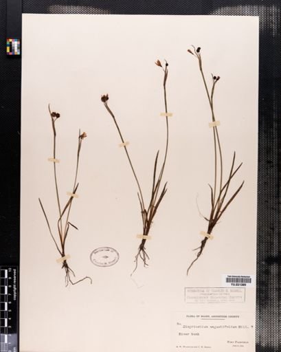 Sisyrinchium angustifolium