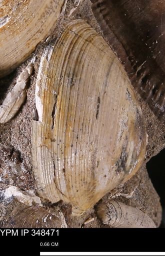 Limopsis striatopunctatus