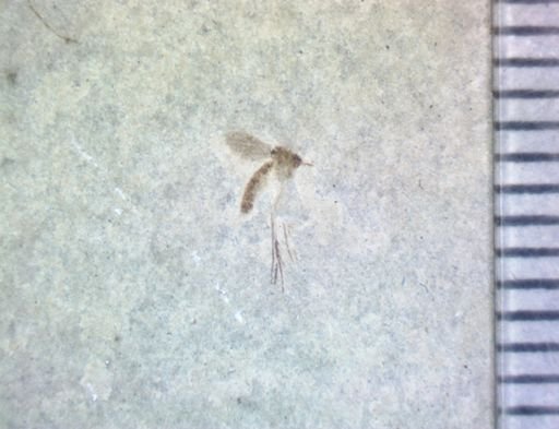 undet. Nematocera