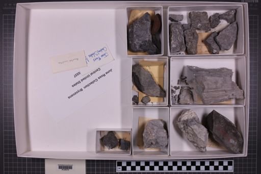 mixed taxa, stratigraphic collection