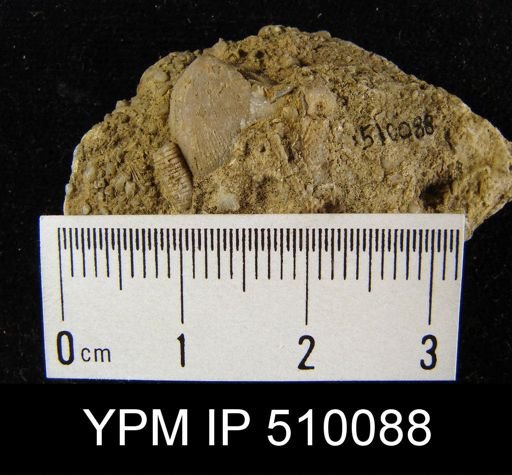undet. Orthida