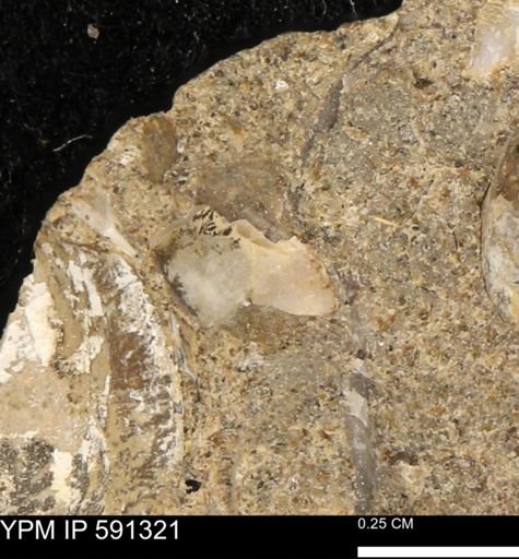 undet. Bivalvia