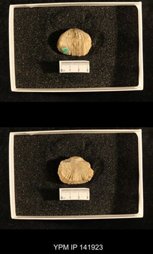 Productus (Dictyoclostus) indicus
