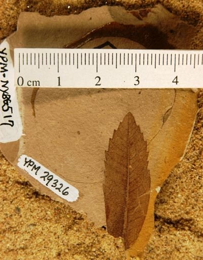 Quercus simulata
