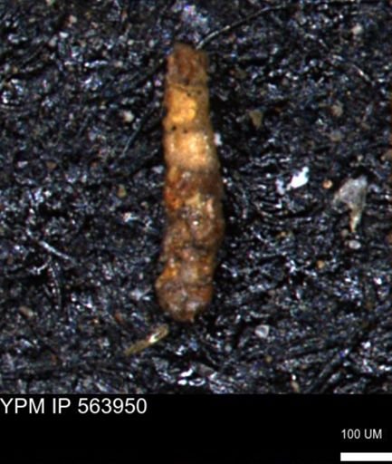 Ammobaculoides phaulus