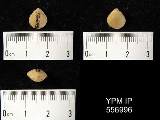 Whitfieldella sp.