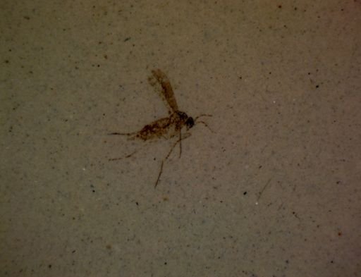 undet. Diptera