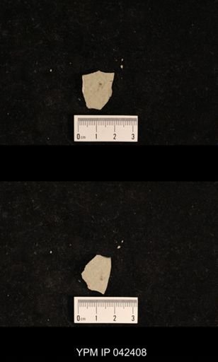 undet. Psocoptera