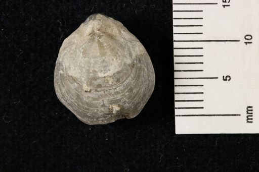 Composita trilobata