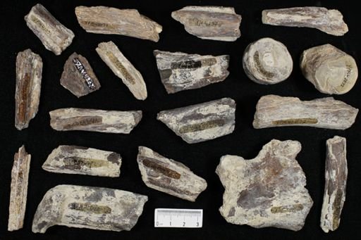 undet. Ichthyodectidae
