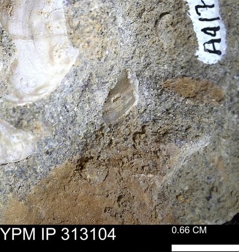 undet. Bivalvia